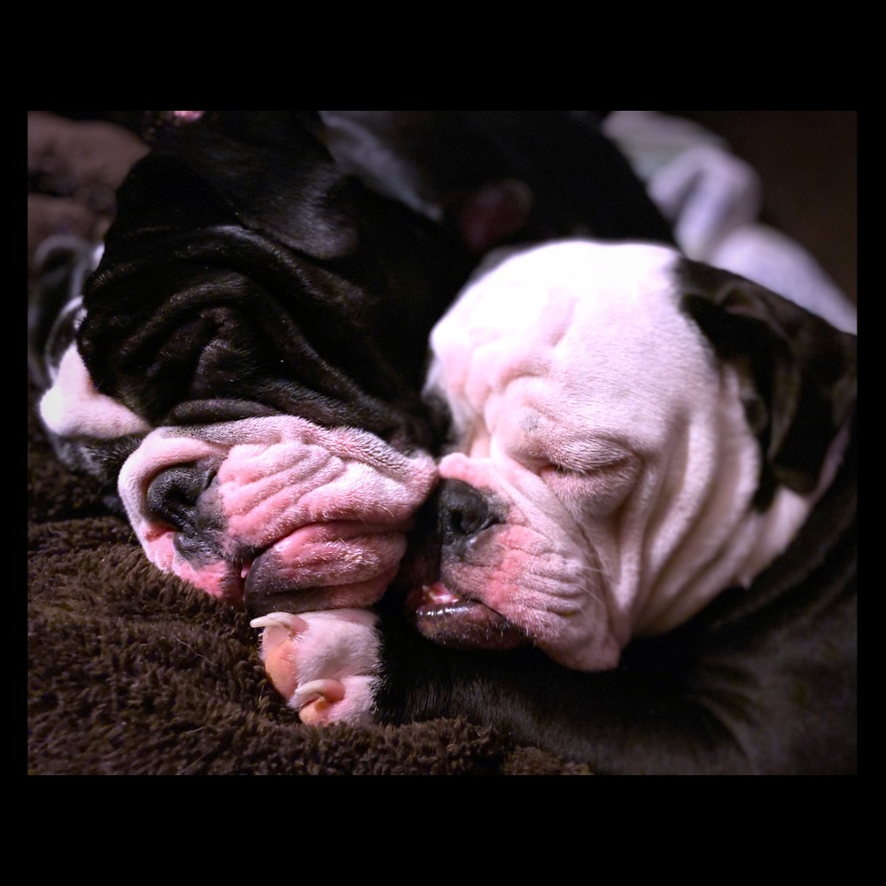 Nothing better than puppies and love